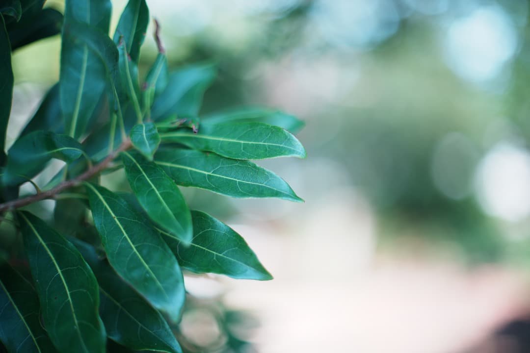 【詳細テスト済】Canon FD 50mm F1.4 S.S.C 558