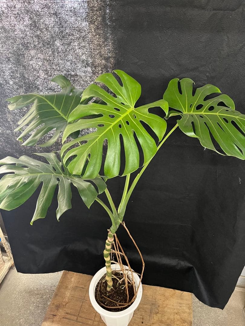 幹上がり　幹立ち　モンステラ　デリシオーサ　オシャレ　インテリア　観葉植物