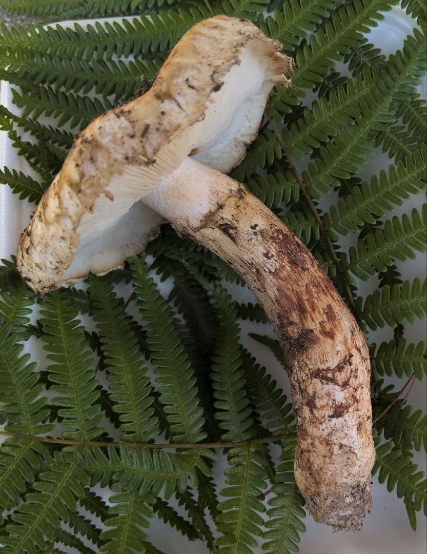 松茸　広島県産