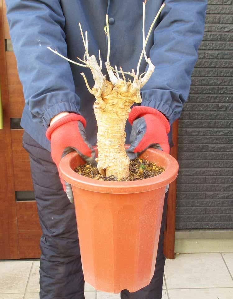 【現品】発根済　大株　バオバブの木　バオバブ・ディギタータ　7号鉢　お５番