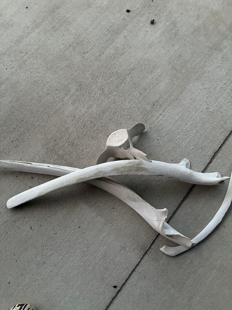 k*o様 くじら・いるか　骨　鯨　イルカ　4点セット