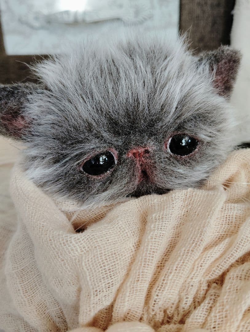 ミルクラテカラー♡子猫のミラちゃん♡エキゾチック♡アートドール♡ぬいぐるみ♡