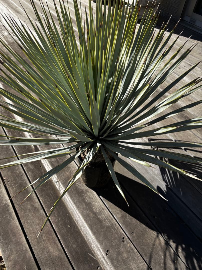 いぬ　ユッカ　マルデヌベス　ロストラータバージョン　タグ付き