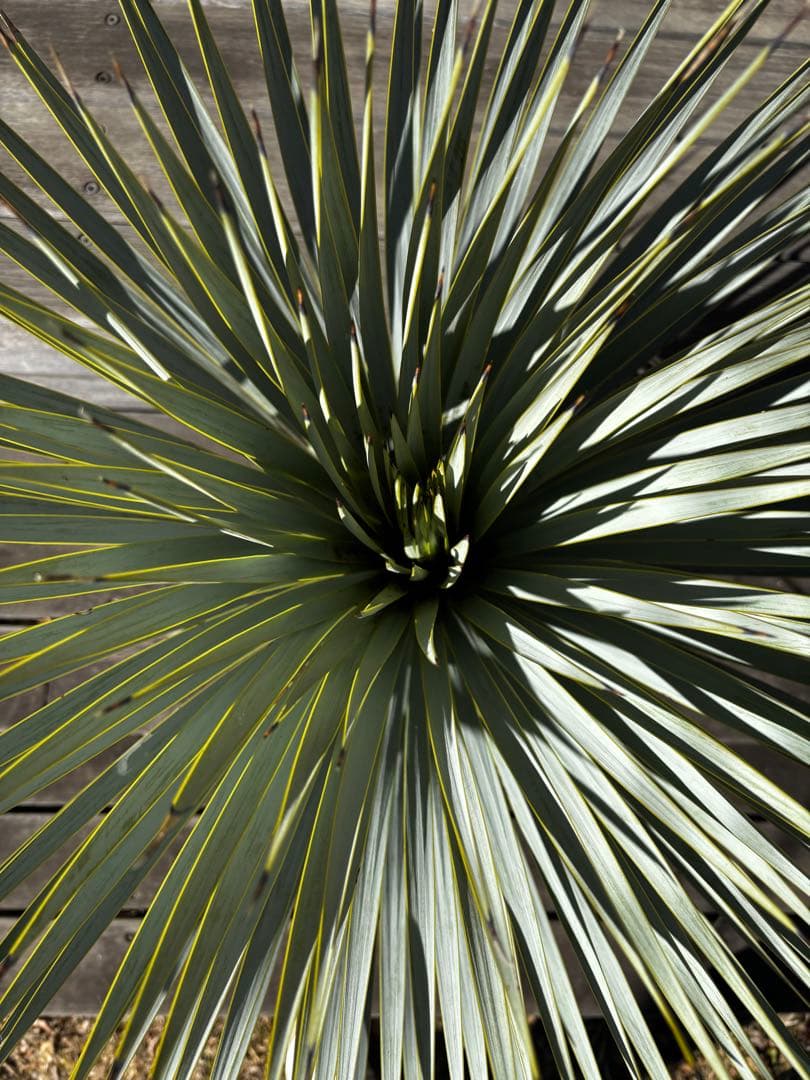 いぬ　ユッカ　マルデヌベス　ロストラータバージョン　タグ付き