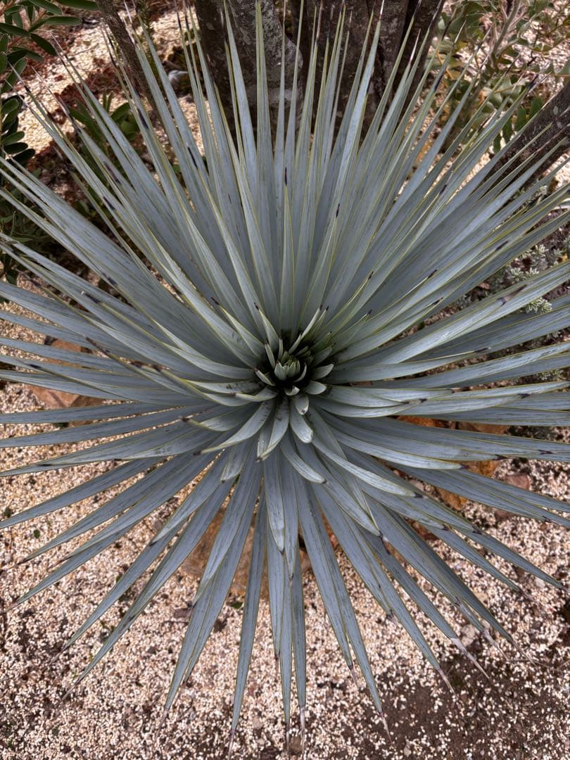 いぬ　ユッカ　マルデヌベス　ロストラータバージョン　タグ付き