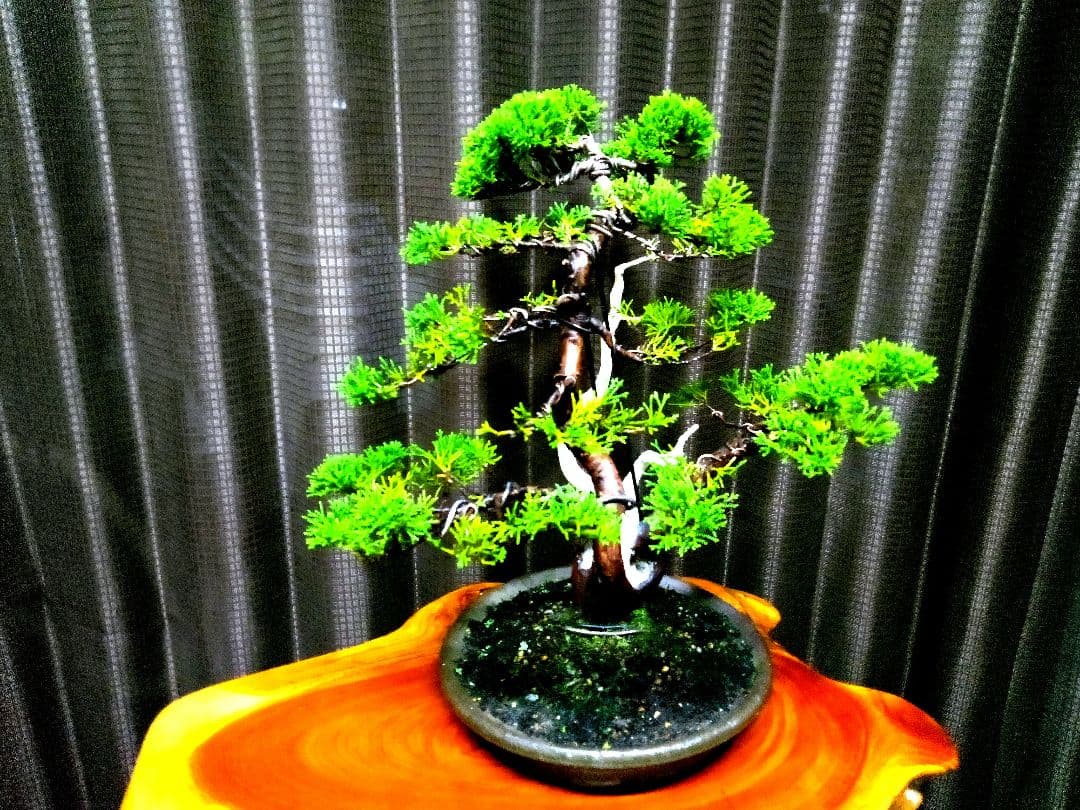 【中品　真柏盆栽】　　　　　　 ⭕足元注目お薦め品❗ ★あきちゃん様…専用★