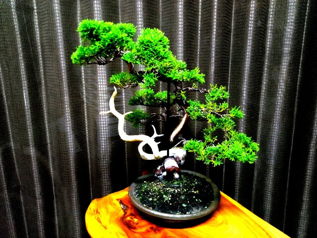 【中品　真柏盆栽】　　　　　　 ⭕足元注目お薦め品❗ ★あきちゃん様…専用★