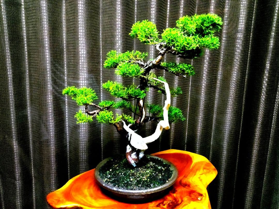 【中品　真柏盆栽】　　　　　　 ⭕足元注目お薦め品❗ ★あきちゃん様…専用★