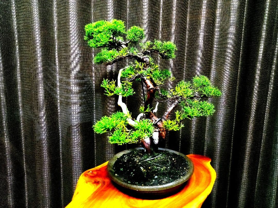 【中品　真柏盆栽】　　　　　　 ⭕足元注目お薦め品❗ ★あきちゃん様…専用★