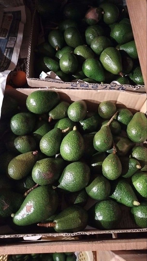 国産！広島 とろ～り 濃厚 おいしいアボカド ハス種 5キロ