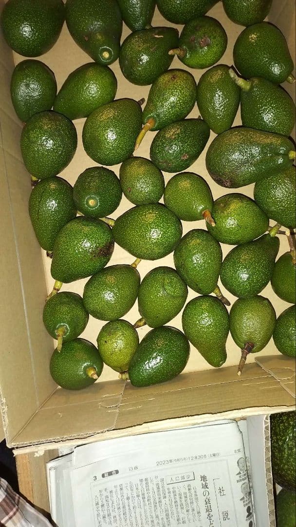 国産！広島 とろ～り 濃厚 おいしいアボカド ハス種 5キロ