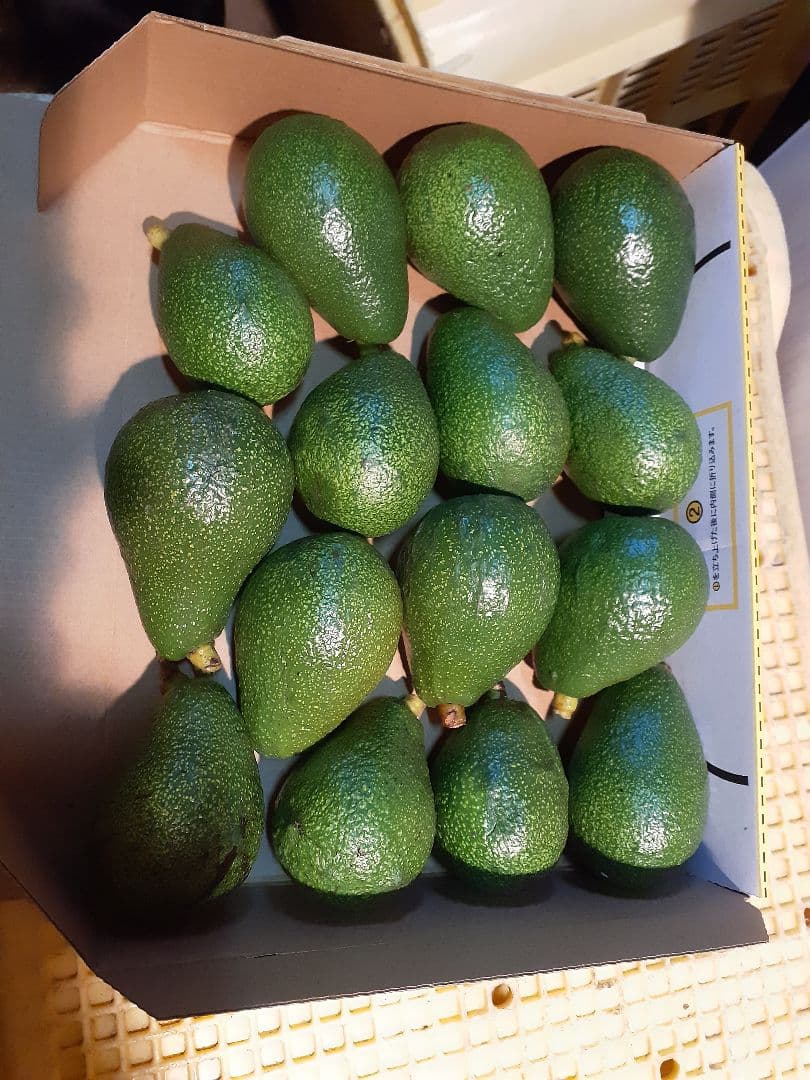 国産！広島 とろ～り 濃厚 おいしいアボカド ハス種 5キロ