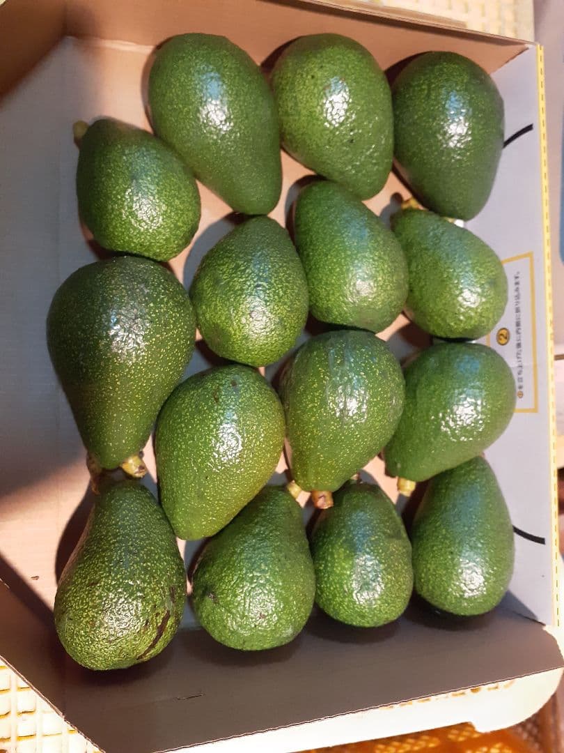 国産！広島 とろ～り 濃厚 おいしいアボカド ハス種 5キロ