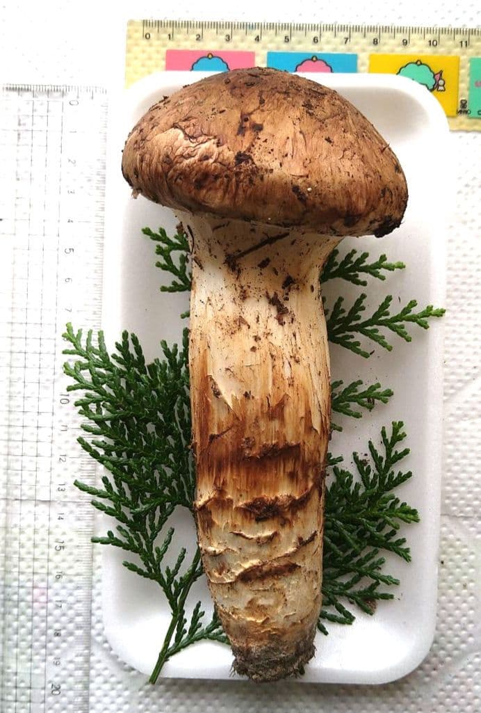 南信州産松茸約172g今季最大の大物