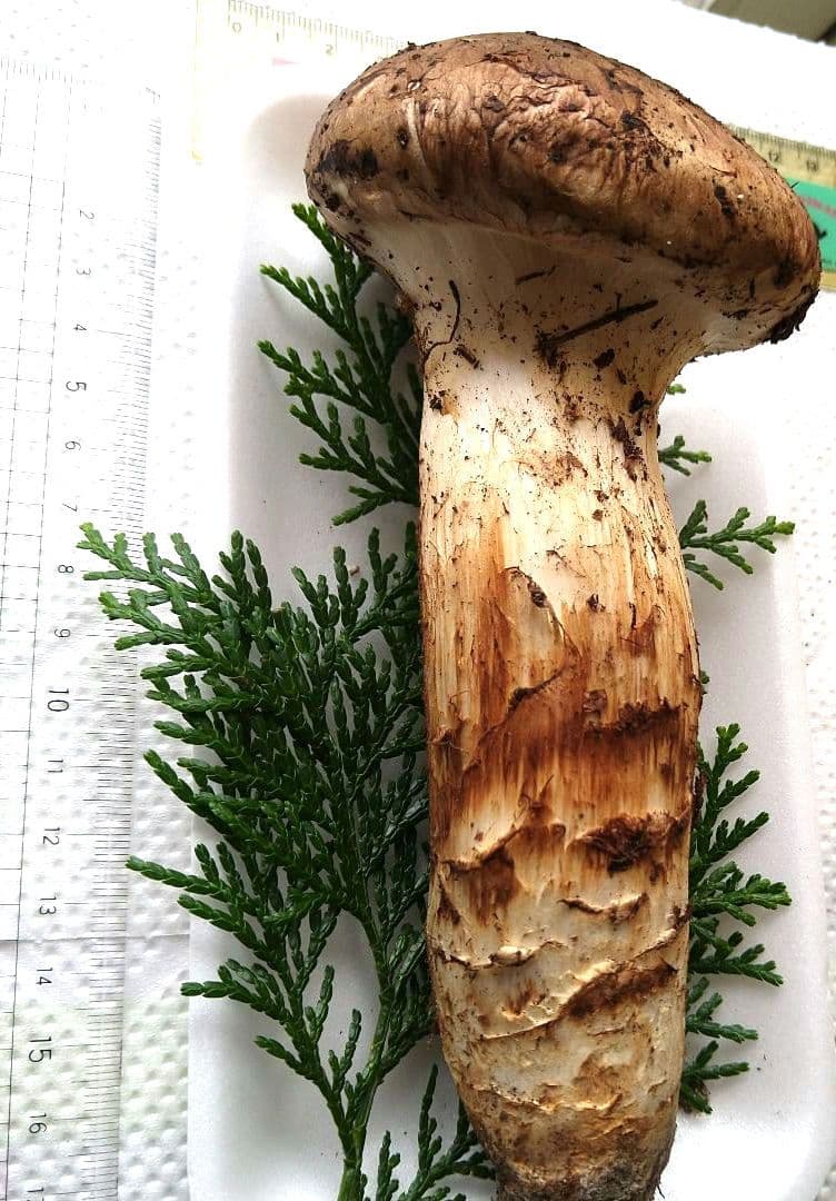 南信州産松茸約172g今季最大の大物