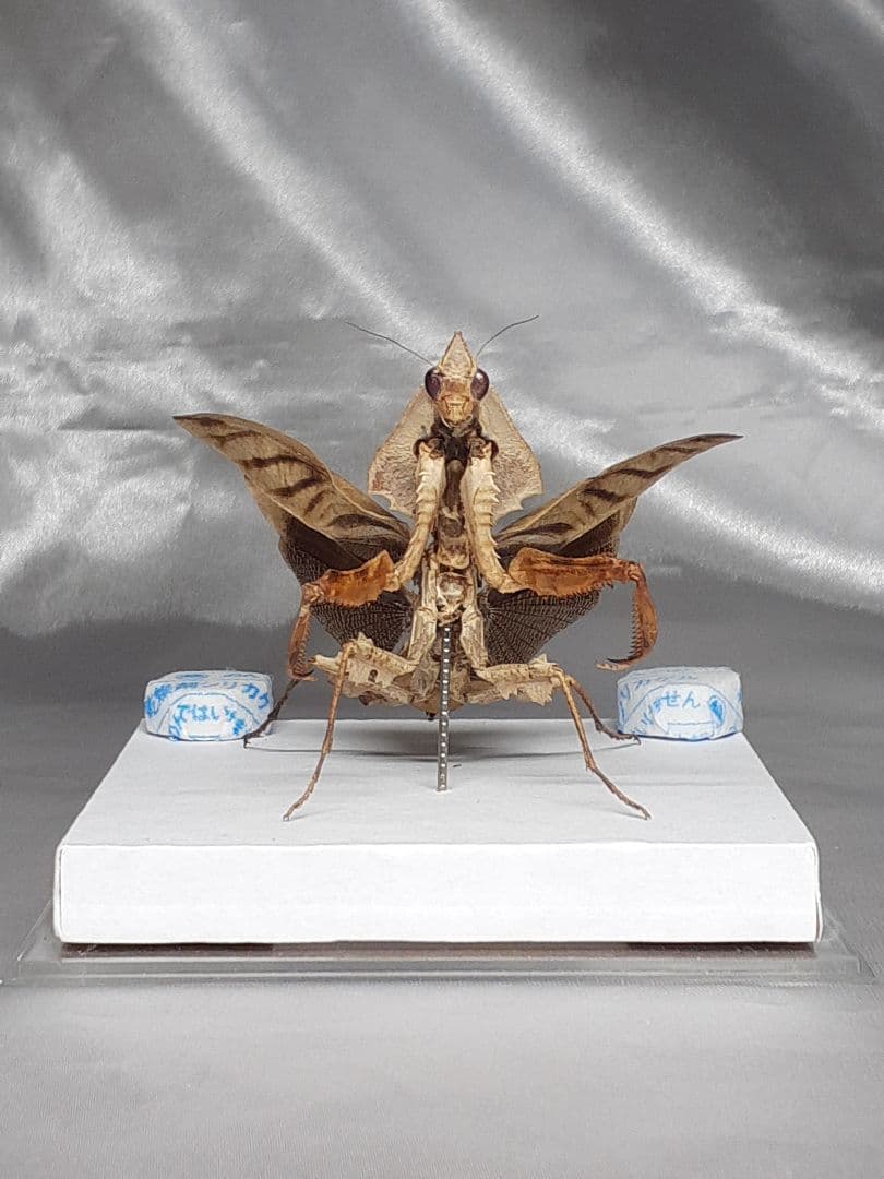 マオウカレハカマキリ雌　立体標本　魔王枯葉　ラスト１