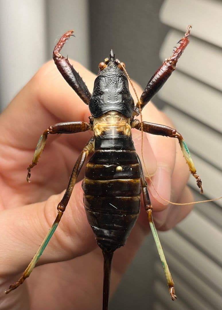 【94mm♀】マッチョキリギリス コロギス リオック　昆虫標本