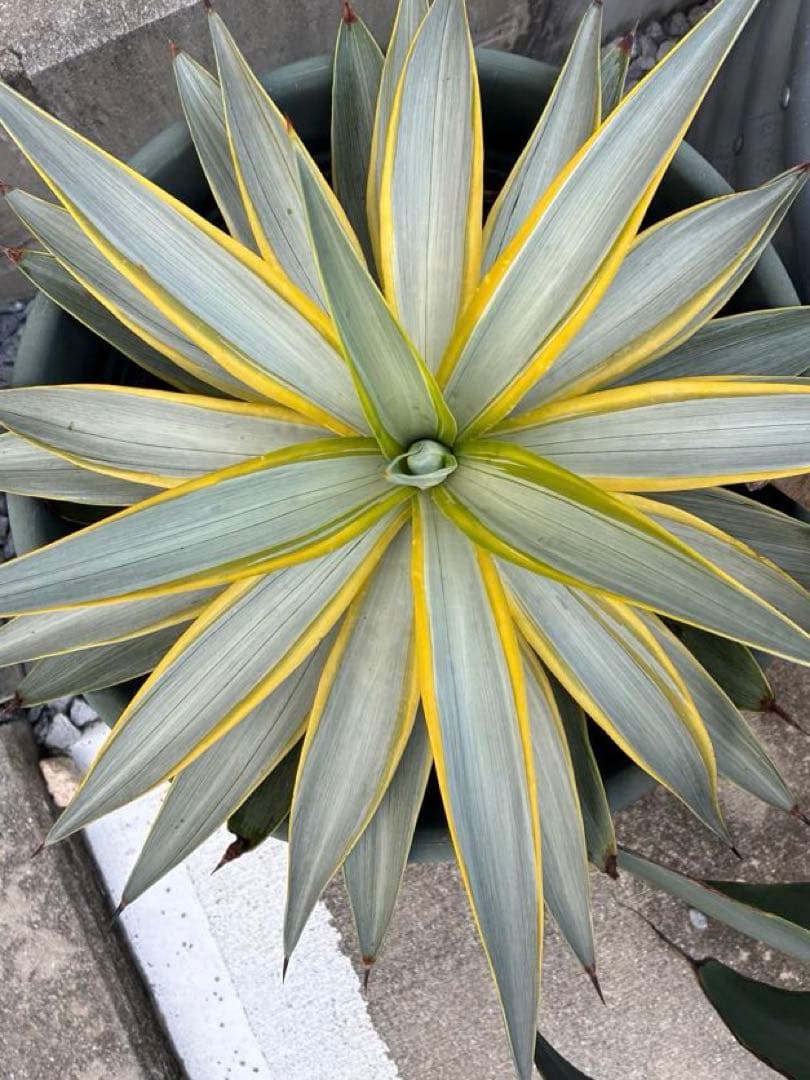 アガベ ブルームーン　銀河旅人　デスメティアーナ