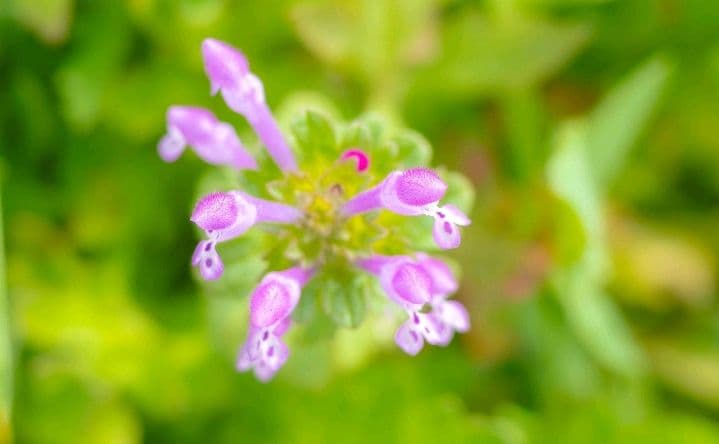 【美品】LUMIX G 20mm F1.7 ASPH. 単焦点レンズ