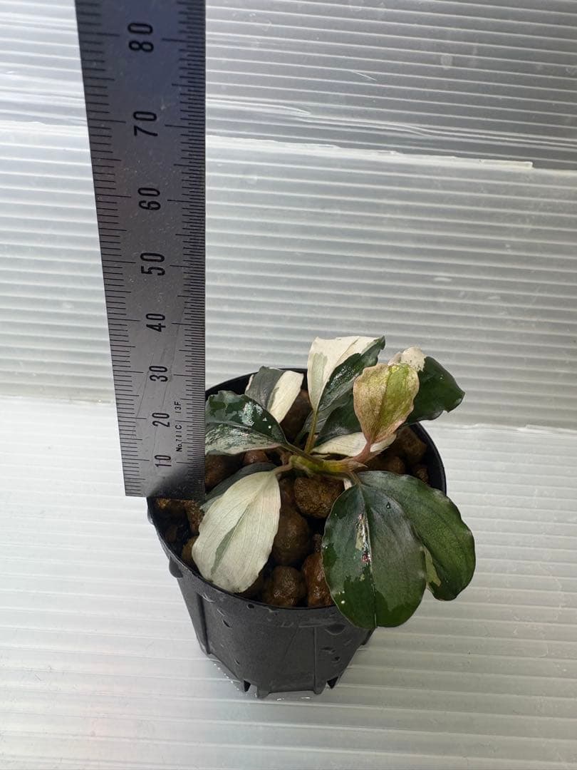Bucephalandra sp. Variegata①