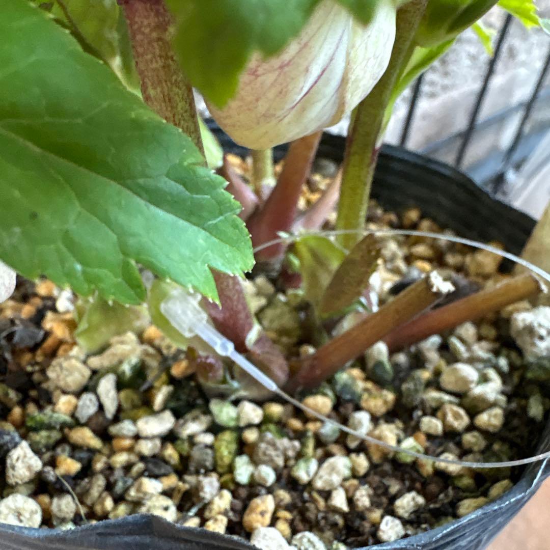 せ*ん様 クリスマスローズ・プリマヴェーラ