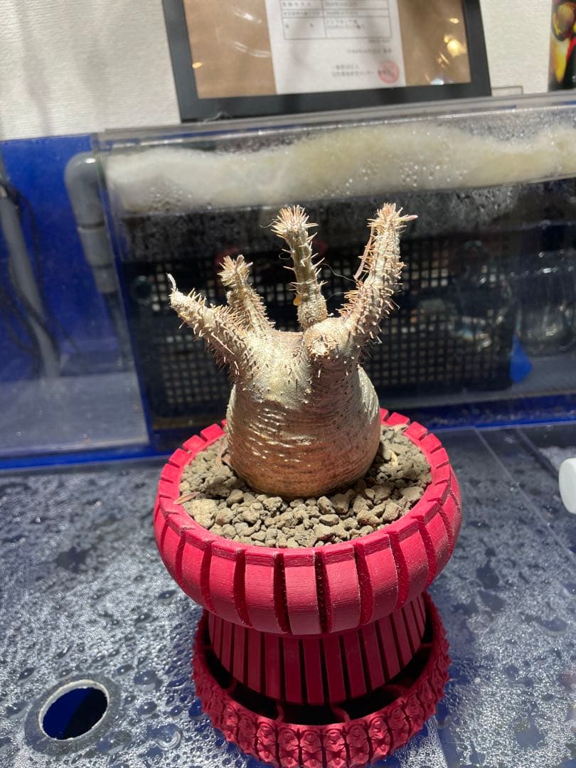 グラキリス現地球発根済み+3Dプリンター鉢