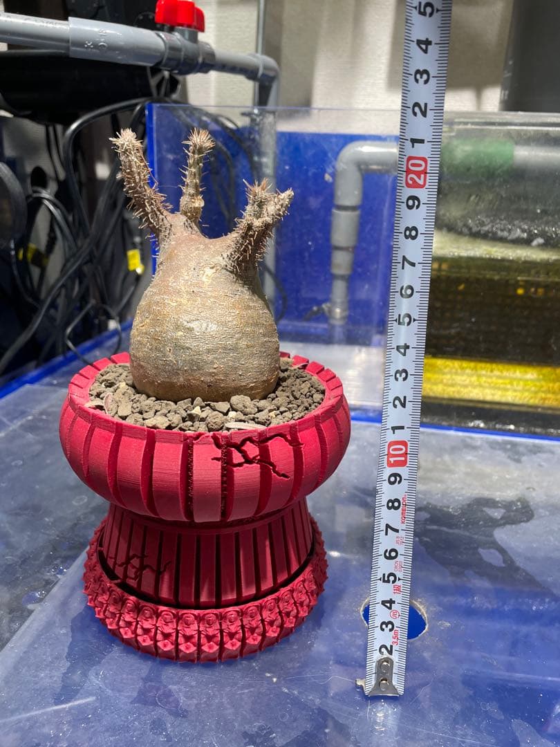 グラキリス現地球発根済み+3Dプリンター鉢