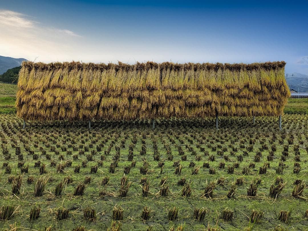 米二郎  こだわりのお米 玄米20kgと玄米粉1.5kg