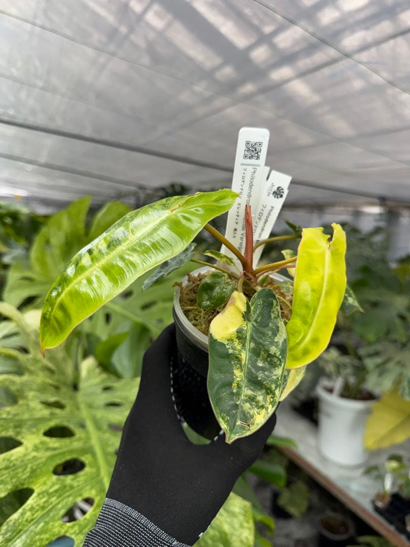 5フィロデンドロン　ビレッティア　斑入り