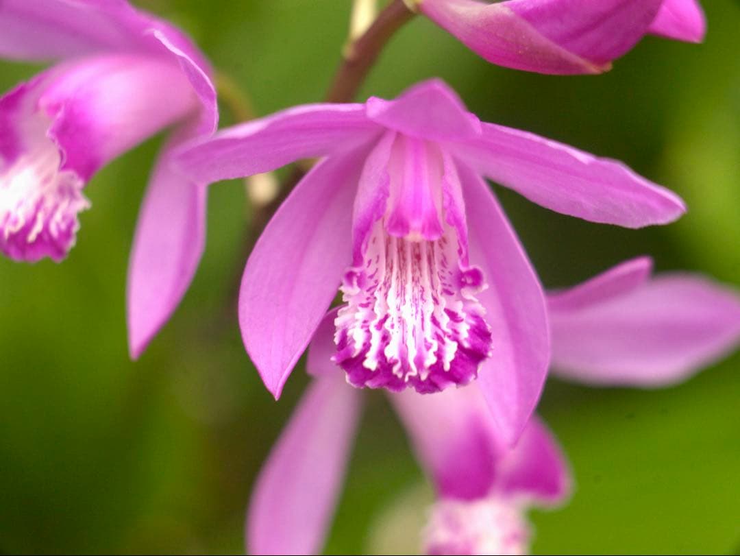 Voigtlander Voigtar 7.5cm f/6.3 銘レンズ