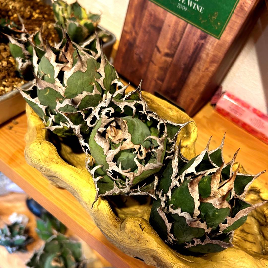 アガベ　海王［烈海王］×superシーザー×姫厳竜　S株特価　ボールタイプ　特価