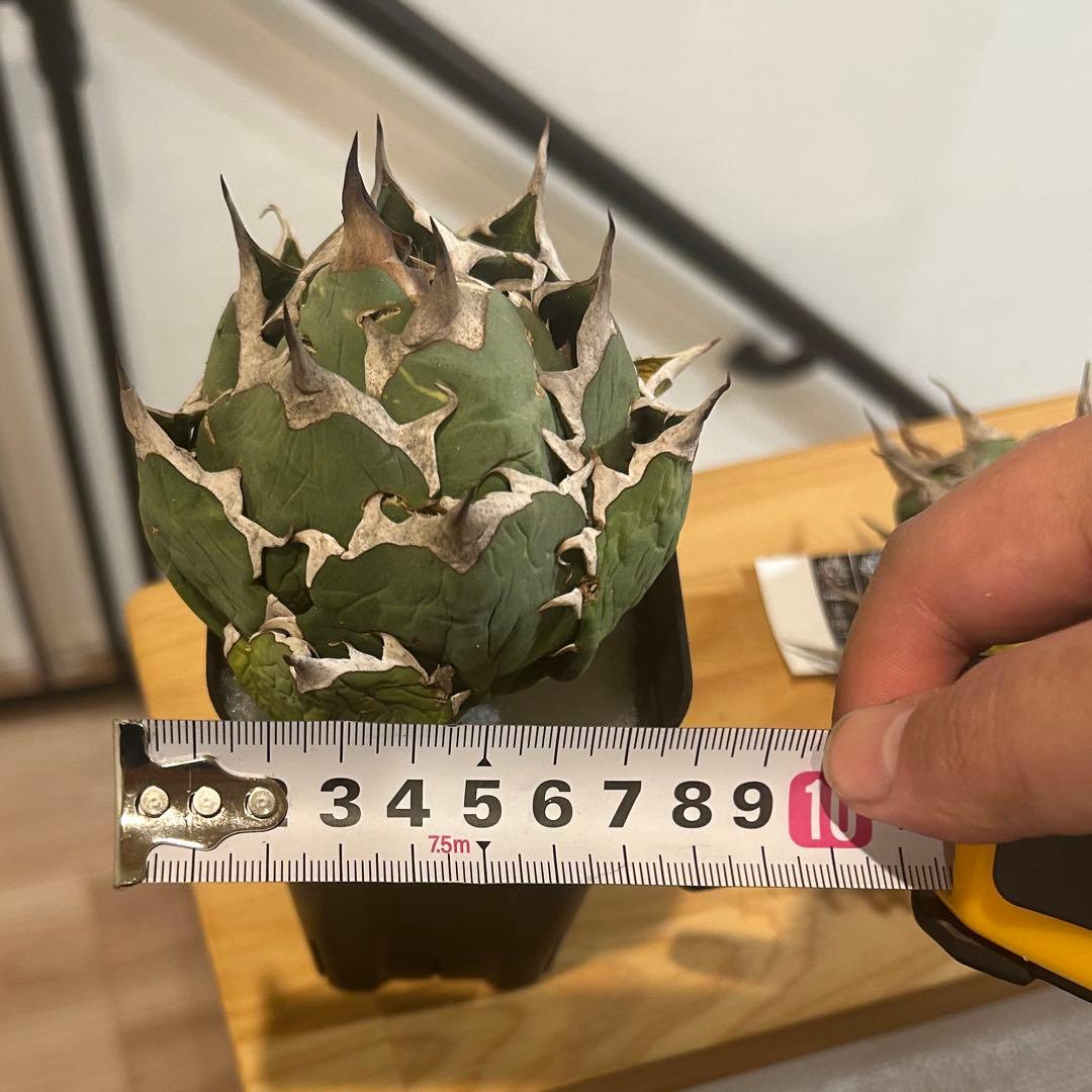 アガベ　海王［烈海王］×superシーザー×姫厳竜　S株特価　ボールタイプ　特価