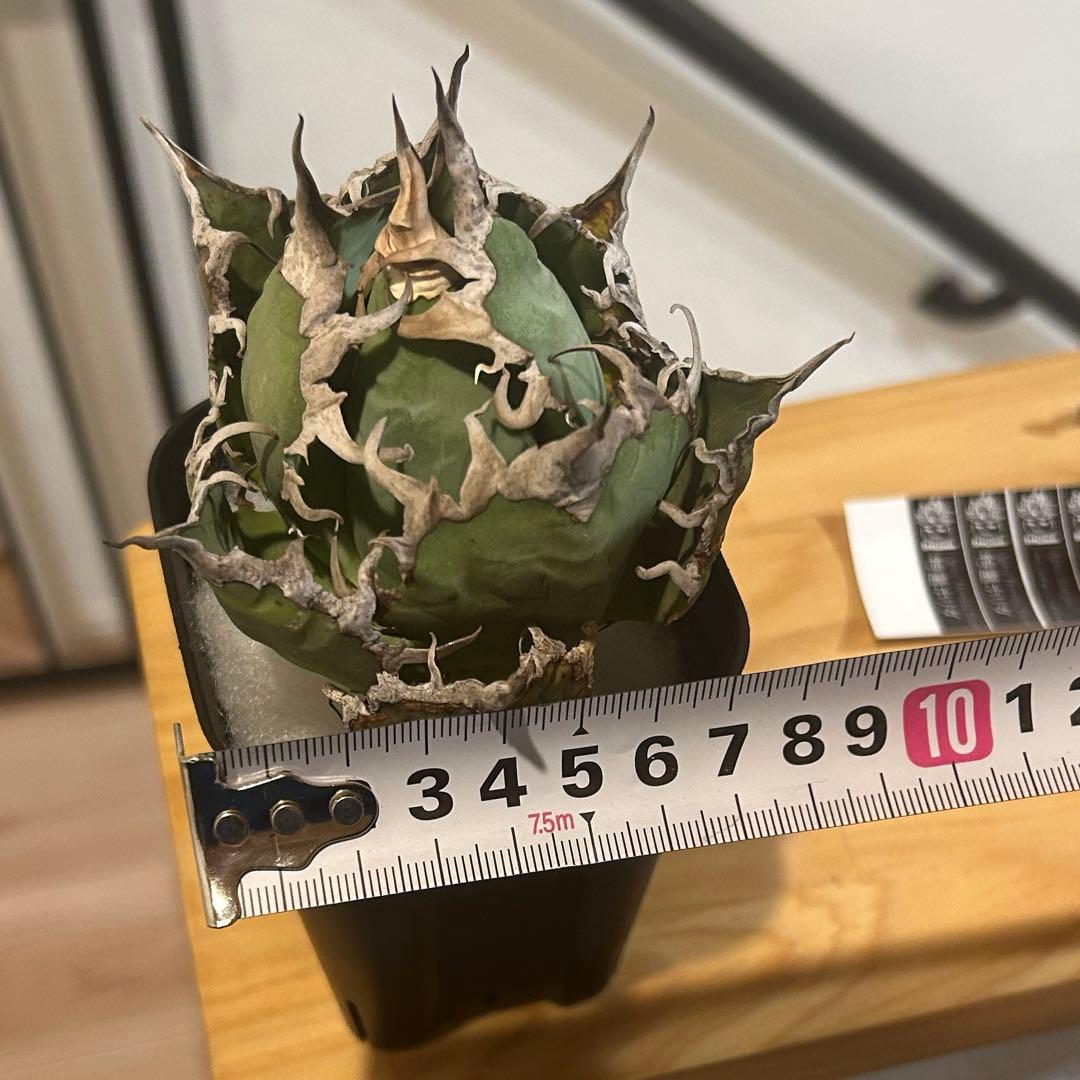 アガベ　海王［烈海王］×superシーザー×姫厳竜　S株特価　ボールタイプ　特価