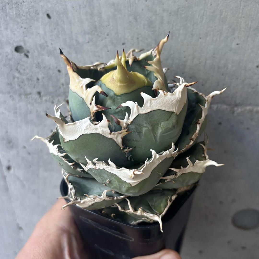 アガベ　オテロイ　実生　選抜株