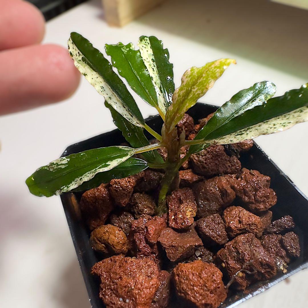 p*y様 ブセファランドラ 斑入り株 Bucephalandra Variega