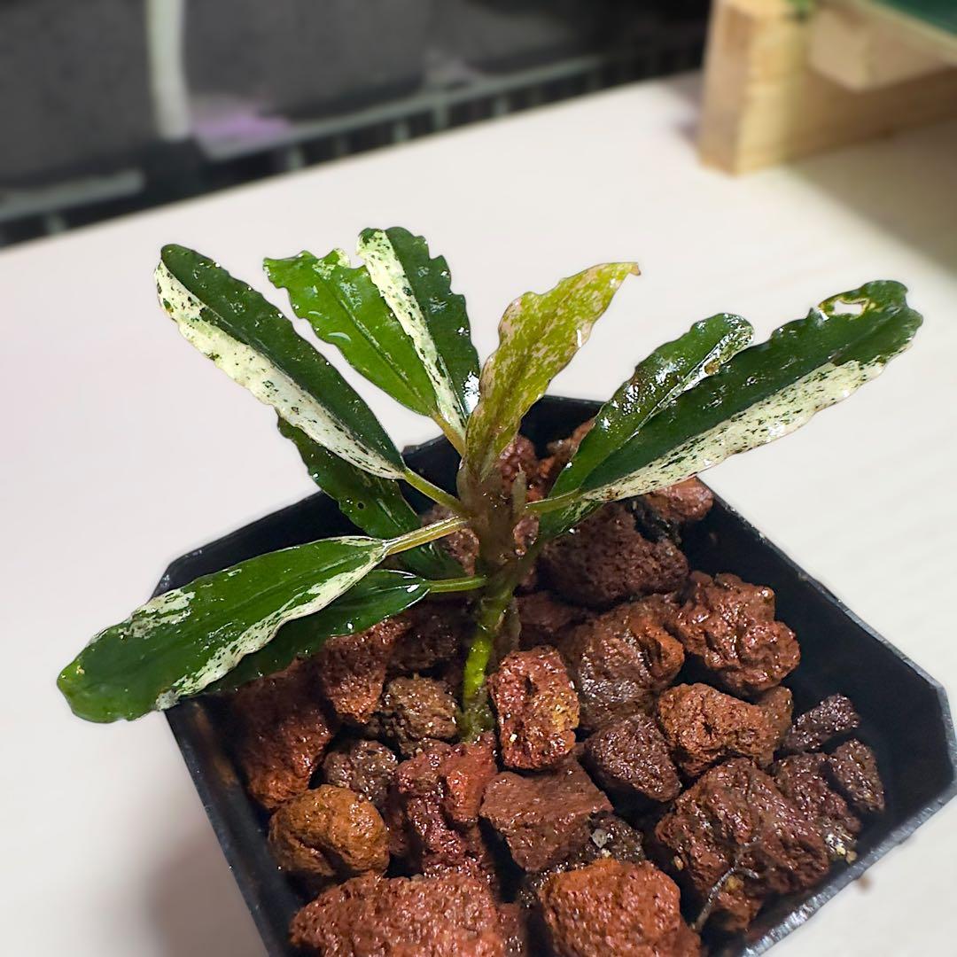 p*y様 ブセファランドラ 斑入り株 Bucephalandra Variega