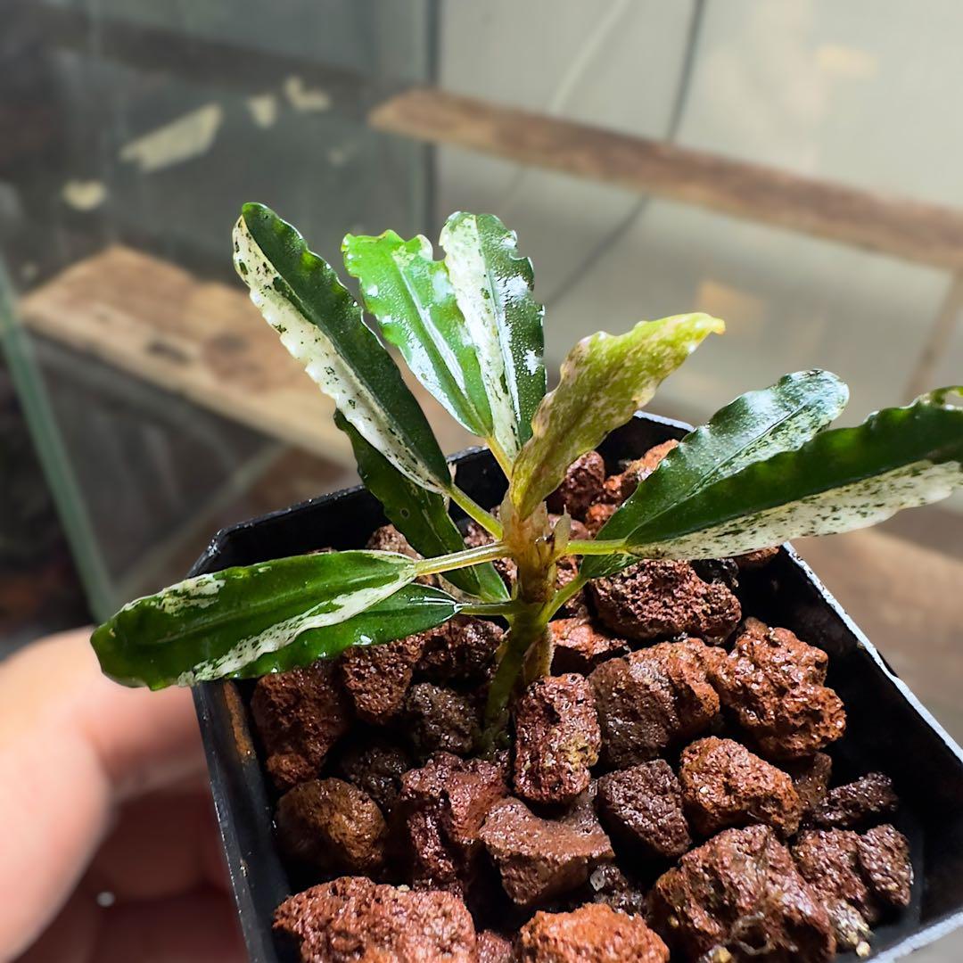 p*y様 ブセファランドラ 斑入り株 Bucephalandra Variega