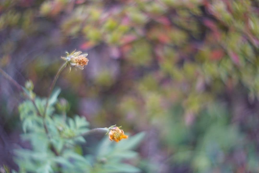 レンズ(単焦点) 069_Super Night Hawk 1 inch F0.95 Cmount