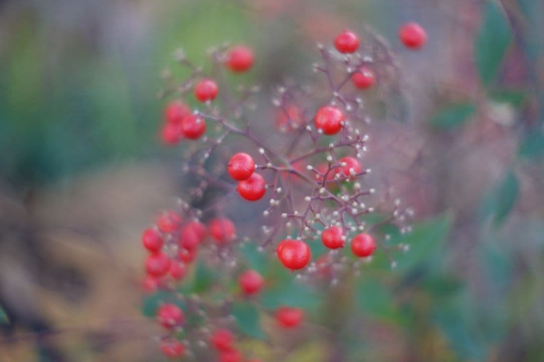 レンズ(単焦点) 069_Super Night Hawk 1 inch F0.95 Cmount
