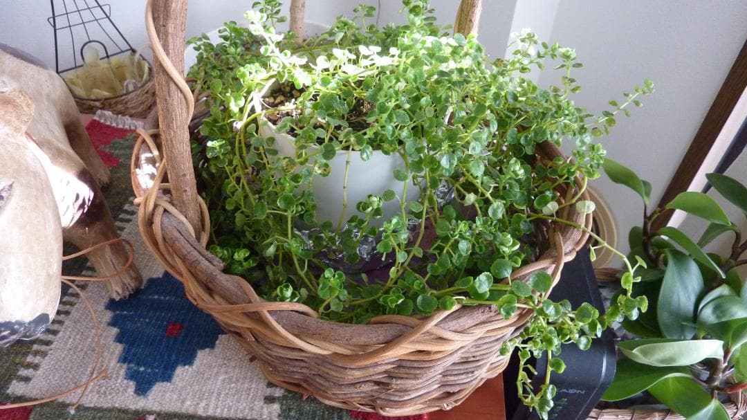 ★元箱付・美品★ パナソニック LUMIX DMC-TZ7 ブルー デジカメ