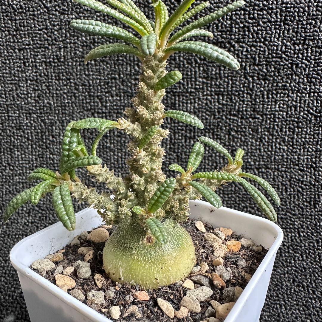 塊根植物 ドルステニア ギガス　ブラータ 塊根肥大 本場 実生株【落ち葉です】