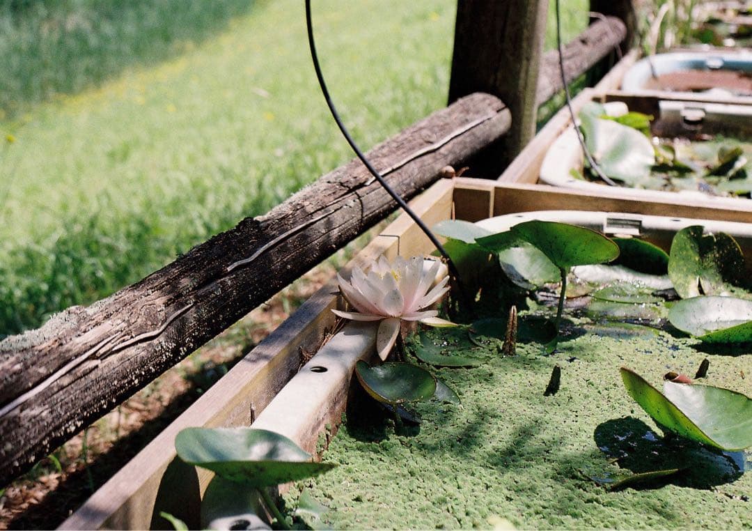 【美品】Canon AE-1 シルバー + FD 50mm F1.8 セット