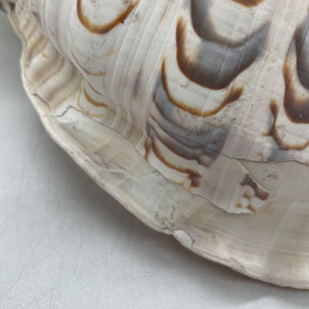 特大 法螺貝 山伏 無量寿経 法華経 螺役 戦国時代 ホラガイ科 和楽器