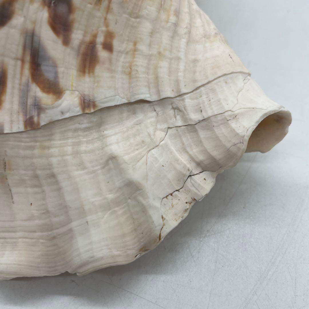 特大 法螺貝 山伏 無量寿経 法華経 螺役 戦国時代 ホラガイ科 和楽器