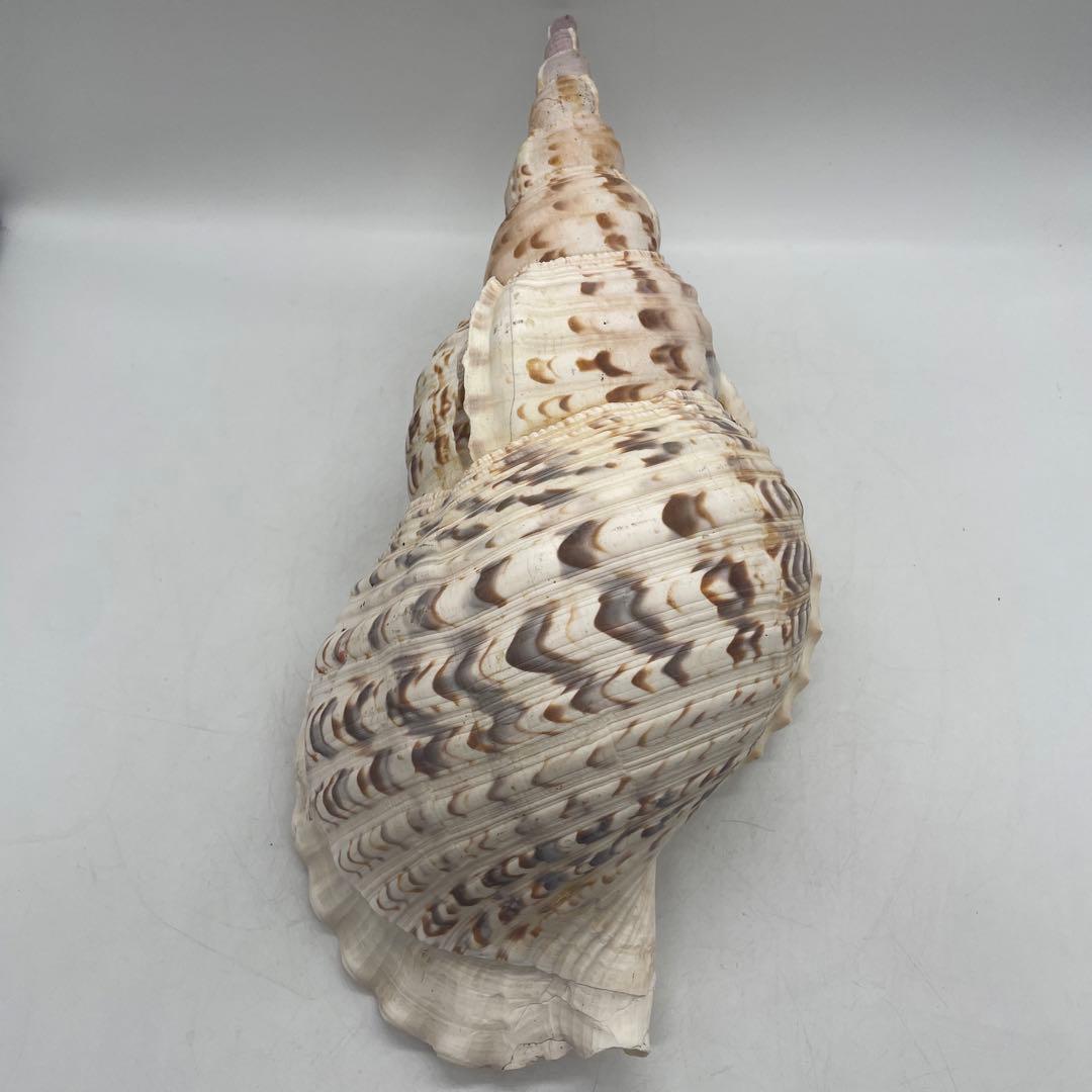 特大 法螺貝 山伏 無量寿経 法華経 螺役 戦国時代 ホラガイ科 和楽器