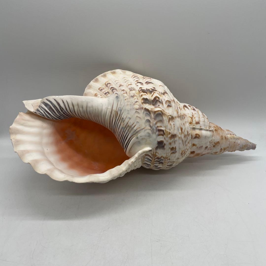 特大 法螺貝 山伏 無量寿経 法華経 螺役 戦国時代 ホラガイ科 和楽器