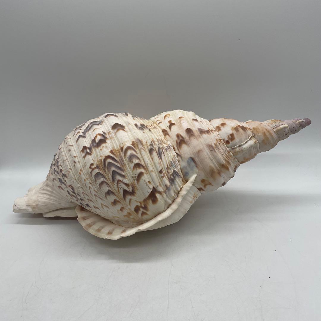 特大 法螺貝 山伏 無量寿経 法華経 螺役 戦国時代 ホラガイ科 和楽器