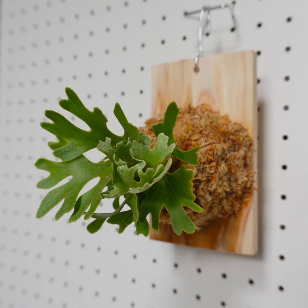 ビカクシダ リドレイ ドワーフ シルバー 板付　R-4