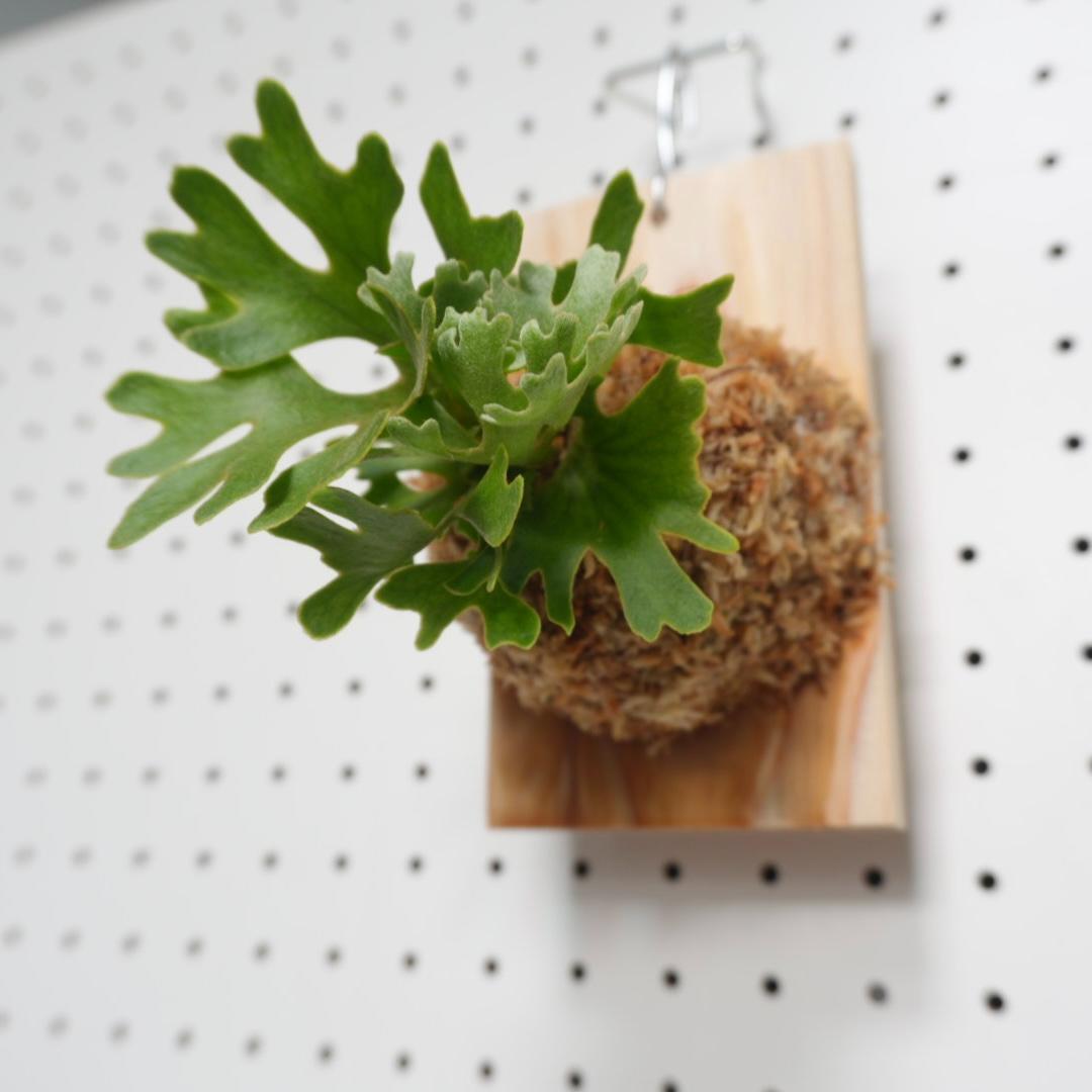 ビカクシダ リドレイ ドワーフ シルバー 板付　R-4