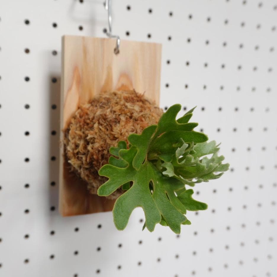 ビカクシダ リドレイ ドワーフ シルバー 板付　R-4